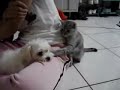 Le chat qui cherche la merde