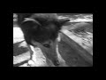 Haunted Halloween Moose Dog #2 Haunted Halloween Moose Dog #2