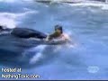 killer whale attack a hopeless girls