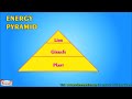Energy Pyramid - Energy Flow in Ecosystem