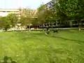 Ronny – dog Savica Zagreb