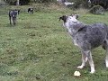 Stealing Newman\ Stealing Newman\