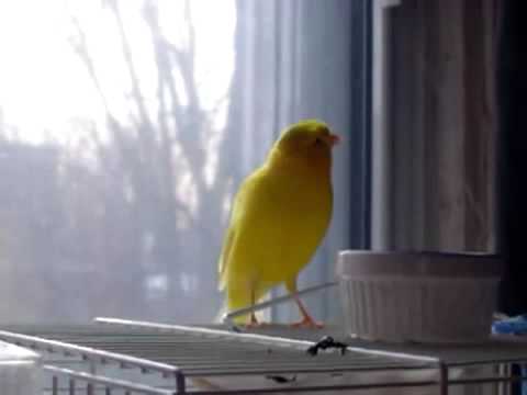 دةنكى - ميشكت بحه وينه وه به ده نكى خؤشى بالنده ى وه ك كه نارى و بيكه به كؤرانى كيانت.