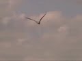 Sea Birds . . . Mostly Brown Pelicans Sea Birds . . . Mostly Brown Pelicans