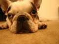 Bo dajani french Bulldog