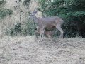 Mama and baby deer