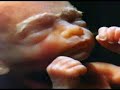 Soy Humano . No al Aborto . Sabiduria Vedica