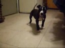 PiTTBull Puppy