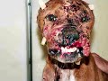VIDEO SOBRE MALTRATO ANIMAL