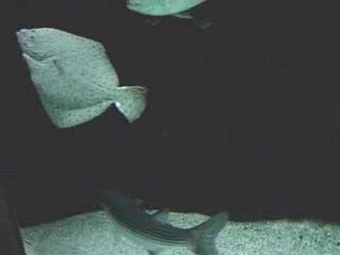 Flatfish in Basel Zoo, Switzerland