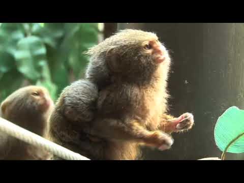 Watch 'Marmoset Twins'