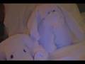Towel Animal Parade