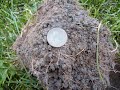 Brad DFX has a 2 Indian Penny day
