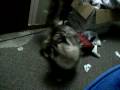 videos de Crazy Cat