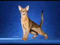 Abyssinian Cat - An Informational Video Abyssinian Cat - An Informational Video