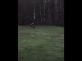 Lugn galopp