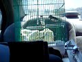 Finch Birds Don\ Finch Birds Don\