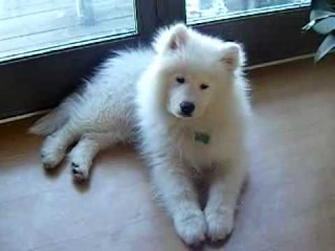 Samoyed