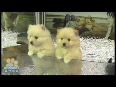 how to treat 8 week puppy for fleas