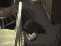 Kitten-attack-Cat