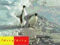 pinguino cabron