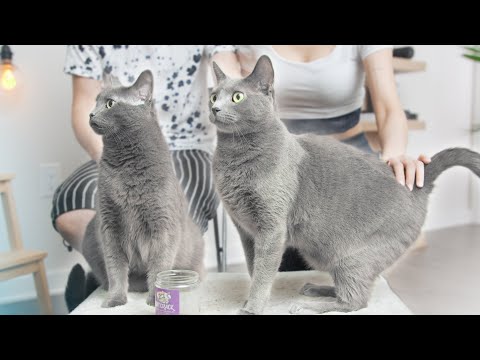 Bringing Cats Home - Don't Forget These! (ft. Russian Blue)