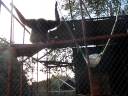 Gibbon Sirens