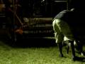 videos de Hawaii's Strongest Dog