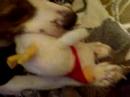 milo and the aflack duck #2