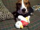 milo and the aflack duck #2