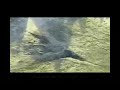 Oracle corporation and their involvement in 9 11  The Todd Beamer   VicSim CONNECTION