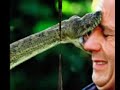 Funny Animals Attacking People