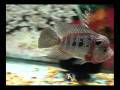 videos de ZZ MALAU 53 -- 4