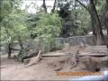 Click here to watch this video Kebun Binatang Surabaya - East Java