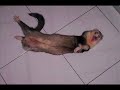 ferret, huron KIXMI