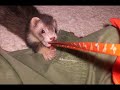 ferret, huron KIXMI