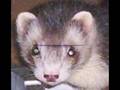 ferret, huron KIXMI