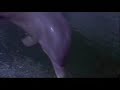 Chris Duran – Rei da Criação