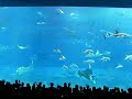 Awesome Churamui Aquarium in Okinawa