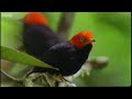 Glamorous Birds - Battle of the Sexes in the Animal World - BBC