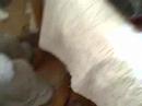 Fiber