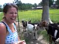 funny Goat with big balls