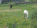 Les chevaux de mon écurie 4