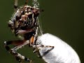 araña comiendo insecto araña comiendo insecto