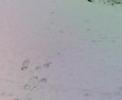 Raudo tipo c1 nella neve gr.mat.att=1 Raudo tipo c1 nella neve gr.mat.att=1