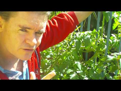 how to grow tomatoes in qld