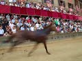 Palio dell' assunta 2008: dopo un giro cade scompiglio