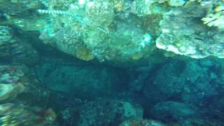 https://youtu.be/DfWx7ydPGM4 OKINAWA BEACH SNORKELING LOCATTION NOVEMBER