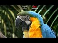 Sony Xperia S Features