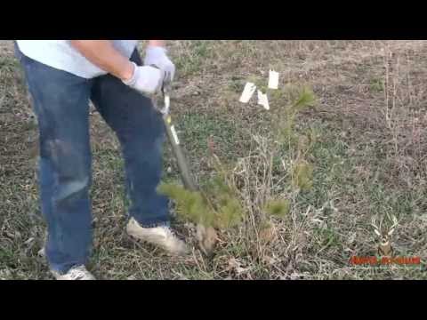 how to transplant christmas tree